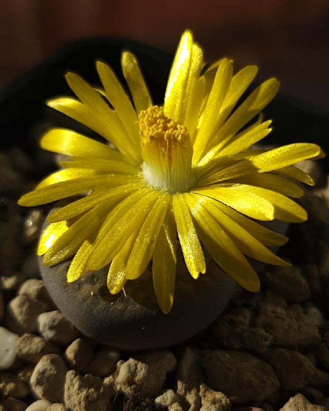 3_Lithops_bromfieldii_v._glaudinae_Rubroroseus.jpg